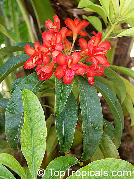 Rhododendron section Vireya, Vireya Rhododendron