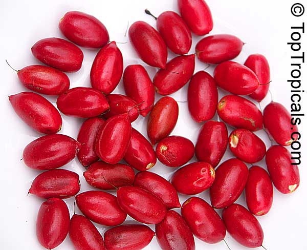 Miracle Fruit - synsepalum fruit in a plate