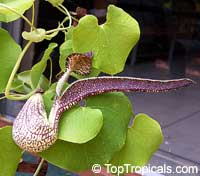 Aristolohia ringens (Трубка Датчанина) - растение