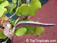 Aristolochia ringens, Aristolochia galeata, Dutchman's Pipe

Click to see full-size image