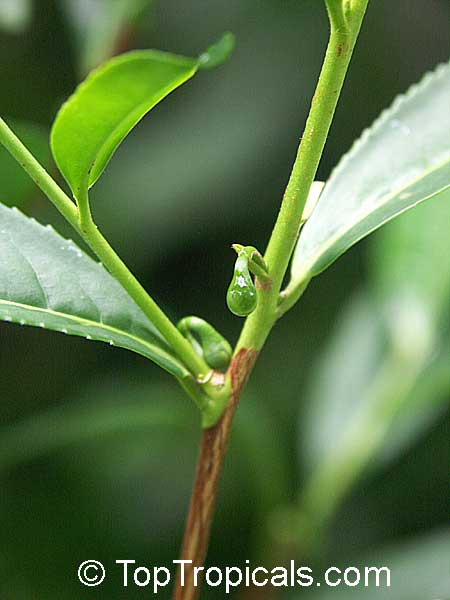 Camellia sinensis, Tea plant