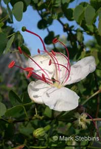 Bauhinia hookerii, Lysiphyllum hookerii, Mountain Ebony, Pegunny, White bauhinia

Click to see full-size image