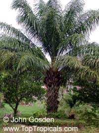 Elaeis guineensis, African Oil Palm, Jacquin

Click to see full-size image