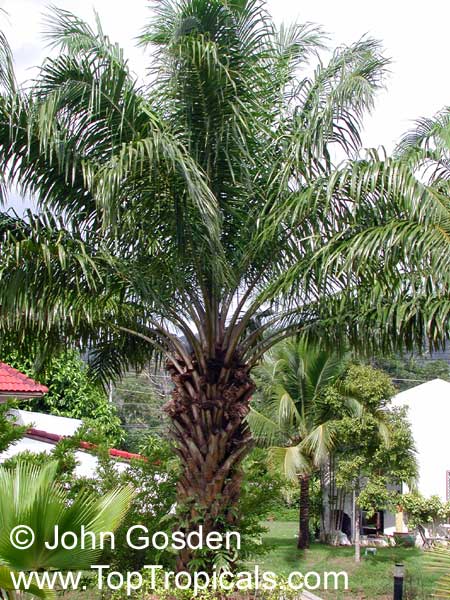 Elaeis guineensis, African Oil Palm, Jacquin