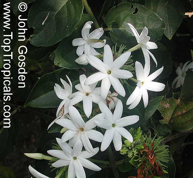 Jasminum aemulum, Palawan Jasmine, Malulee