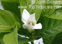 Gardenia hydrophila, Kailarsenia hygrophila, Mok Luang, Candlestick plant

Click to see full-size image