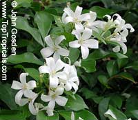 Murraya paniculata (Мурайя метельчатая) - растение