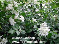 Murraya paniculata, Orange Jasmine, Orange Jessamine, Mock Orange, Lakeview Jasmine, Chinese Cosmetic Boxwood