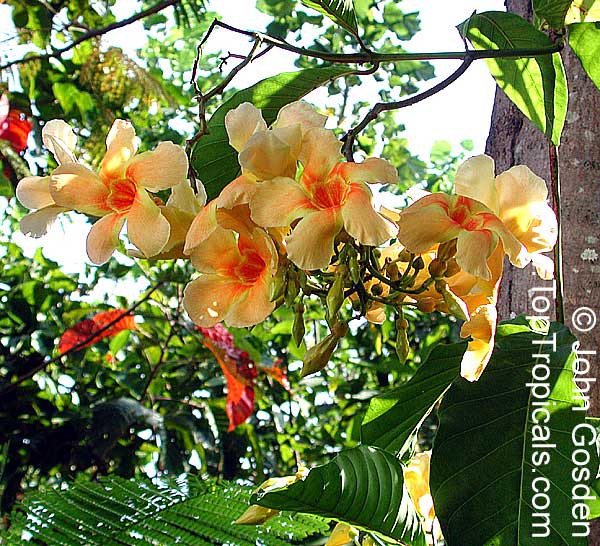 Odontadenia macrantha, Odontadenia grandiflora, Odontadenia speciosa, Echites macrantha, Odontadenia