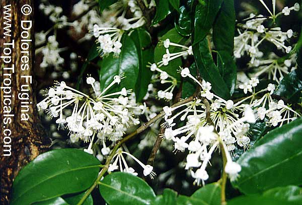 Phaleria clerodendron, Scented Daphne