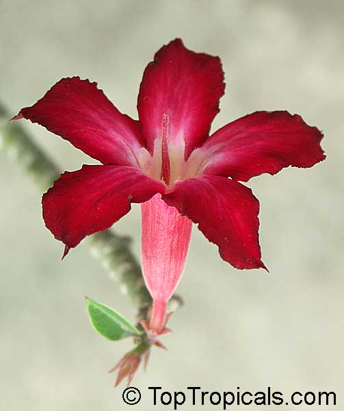 Adenium somalense, Desert Rose
