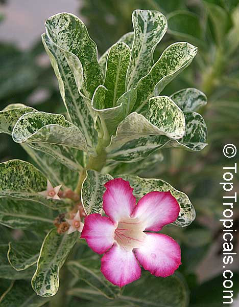 Adenium obesum, Desert Rose, Impala Lily. Variegated form
