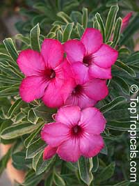 Adenium swazicum, Desert Rose

Click to see full-size image