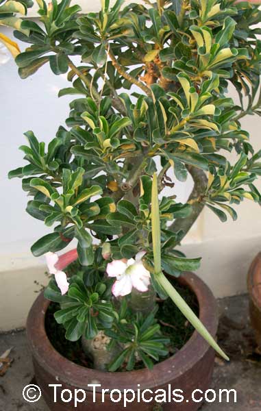 Adenium arabicum, Desert Rose