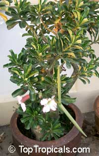 Adenium arabicum, Desert Rose

Click to see full-size image