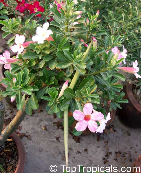 Adenium arabicum, Desert Rose