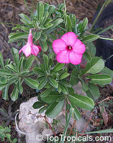 Adenium swazicum, Desert Rose