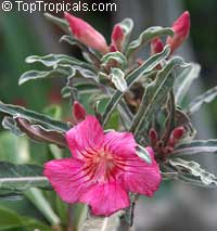 Adenium somalense, Desert Rose

Click to see full-size image
