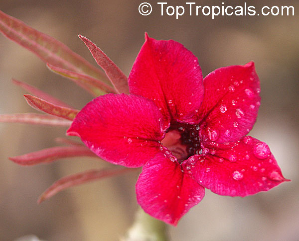 Adenium somalense, Desert Rose. Var. Crispum