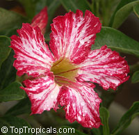 Adenium sp. variegatum, Variegated Desert Rose

Click to see full-size image