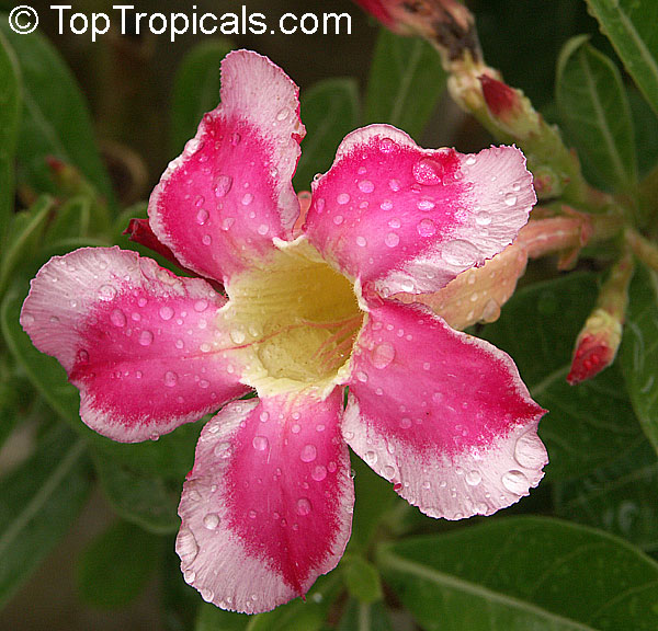 Adenium sp. variegatum, Variegated Desert Rose