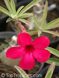 Adenium somalense, Desert Rose

Click to see full-size image