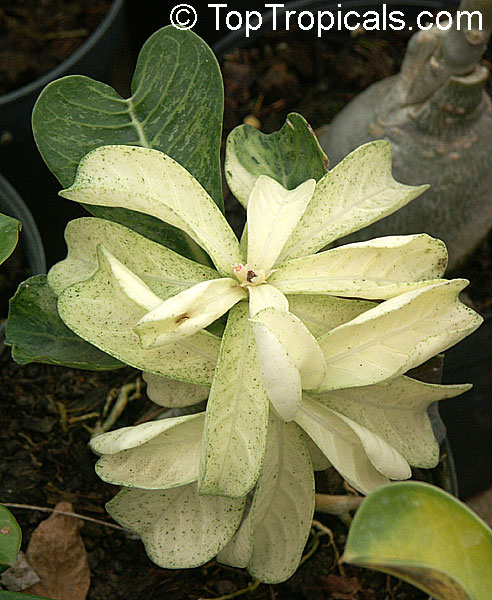 Adenium sp. variegatum, Variegated Desert Rose