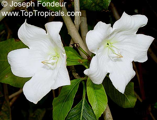 Beaumontia sp., Easter Lily Vine, Heralds Trumpet, Nepal Trumpet Flower. Beaumontia plentiflora