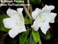 Beaumontia sp., Easter Lily Vine, Heralds Trumpet, Nepal Trumpet Flower

Click to see full-size image