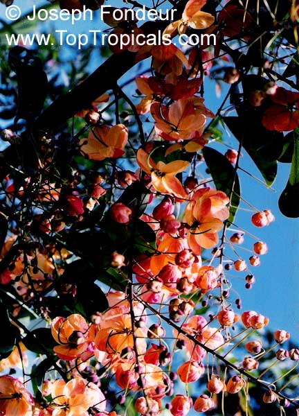 Cassia marginata, Red Shower Tree, Red or Rose Cassia, Rainbow Tree