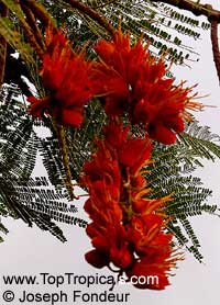 Colvillea racemosa, Colville's glory, Colvillia

Click to see full-size image