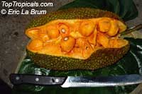 Jackfruit tree Black Gold (Artocarpus   heterophyllus)