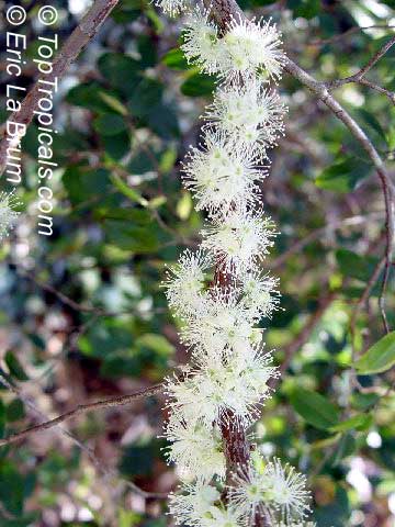 Myrciaria cauliflora, Plinia cauliflora, Eugenia cauliflora, Jaboticaba, Duhat