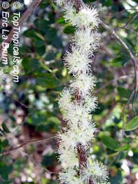 Myrciaria cauliflora, Plinia cauliflora, Eugenia cauliflora, Jaboticaba, Duhat

Click to see full-size image