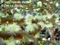 Myrciaria cauliflora, Plinia cauliflora, Eugenia cauliflora, Jaboticaba, Duhat

Click to see full-size image