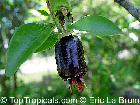 Eugenia aggregata, Cherry of the Rio Grande, Cere Jodo Rio Grande