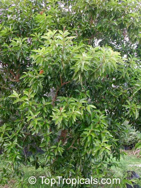 Byrsonima crassifolia, Malpighia crassifolia, Nancy Tree, Golden Spoon, Nance
