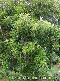 Byrsonima crassifolia, Malpighia crassifolia, Nancy Tree, Golden Spoon, Nance

Click to see full-size image