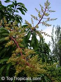 Mangifera indica, Mango

Click to see full-size image