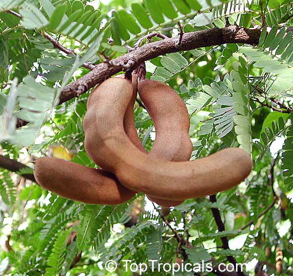 Tamarind fruit