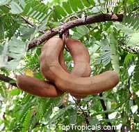 Sweet Tamarind tree, Tamarindus indica,   grafted