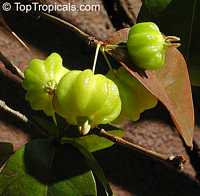 Eugenia uniflora, Eugenia michelii, Surinam Cherry, Pitanga, Brazilian Cherry

Click to see full-size image
