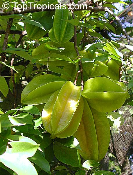 Starfruit tree Fwang Tong (Dwarf), Grafted (Averrhoa carambola)