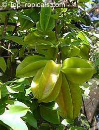 Starfruit tree Fwang Tong (Dwarf), Grafted (Averrhoa carambola)

Click to see full-size image