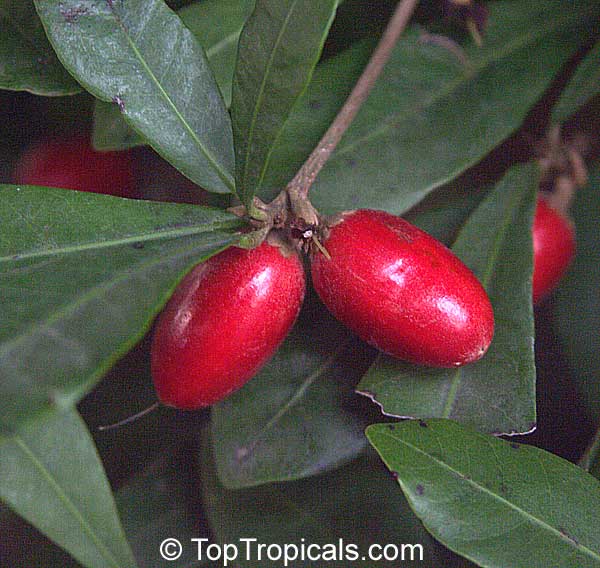 Miracle fruit Fruta milagrosa tropical fruit plant Synsepalum dulcificum