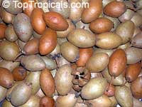 Manilkara zapota, Manilkara achras, Achras sapota, Sapodilla, Ciku, Naseberry, Nispero, Sapote, Brown Sugar Fruit

Click to see full-size image