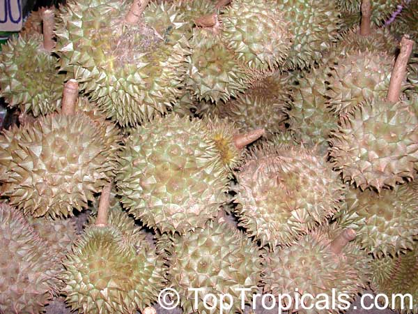 Durio sp., Durian, Durian Kuning, Durian Merah. Durio zibethinus