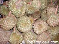 Durio sp., Durian, Durian Kuning, Durian Merah

Click to see full-size image