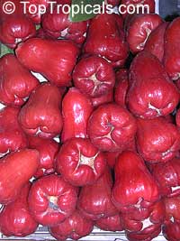 Syzygium samarangense Stinark - Wax Jamboo, pink/red 
fruit