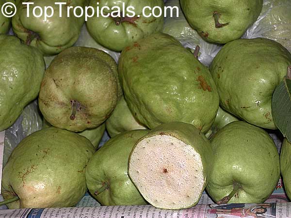 Guava tree White, Psidium guajava